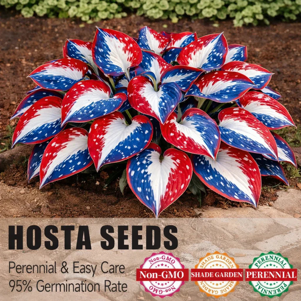 🌿Rare American Glory Hosta Bulbs
