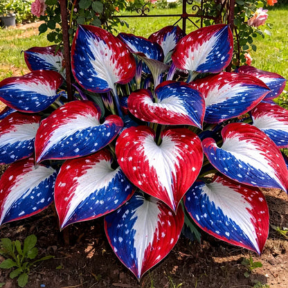 🌿Rare American Glory Hosta Bulbs