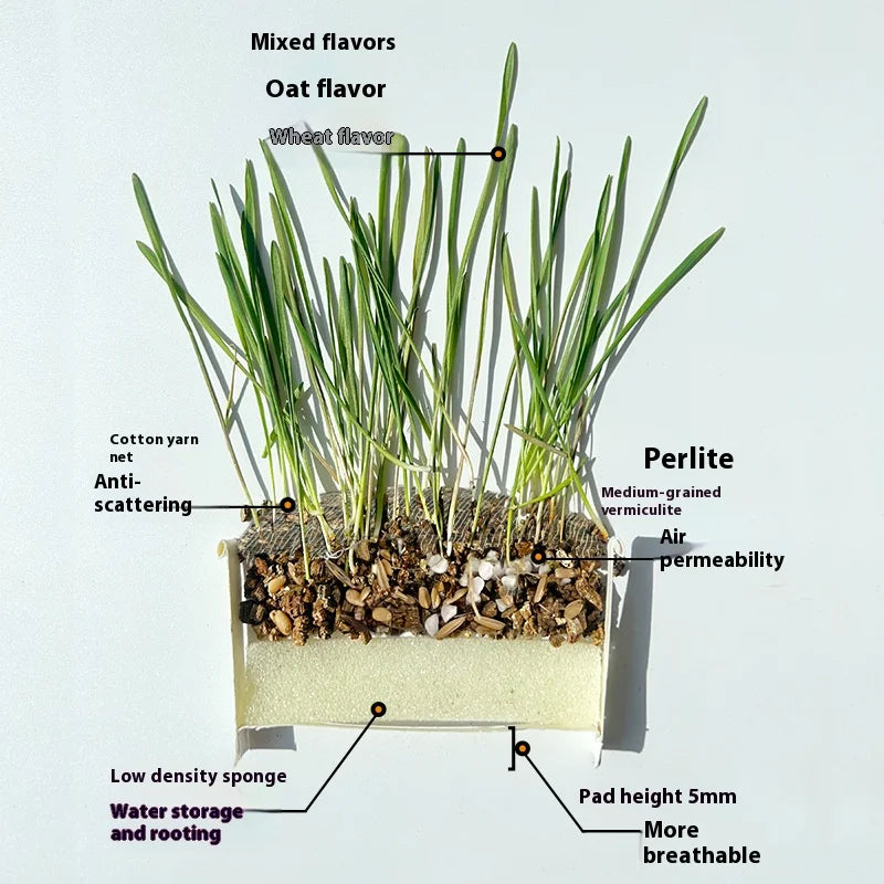 🌿 Premium Organic Cat Grass