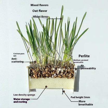 🌿 Premium Organic Cat Grass