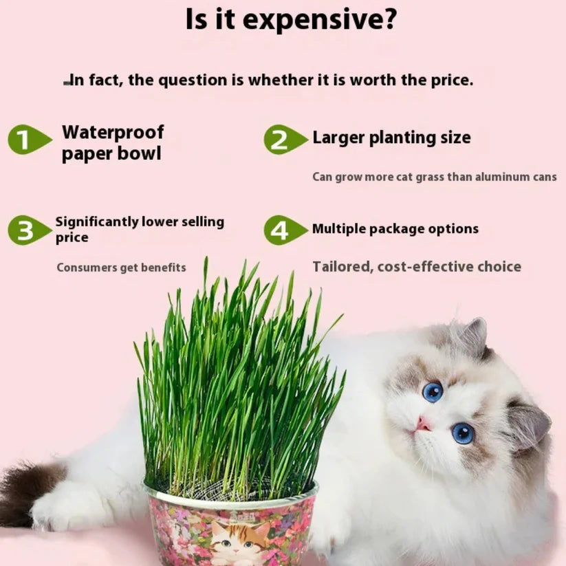 🌿 Premium Organic Cat Grass