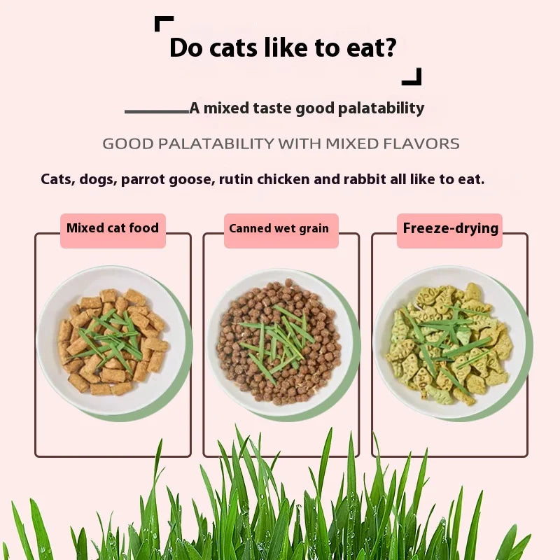 🌿 Premium Organic Cat Grass