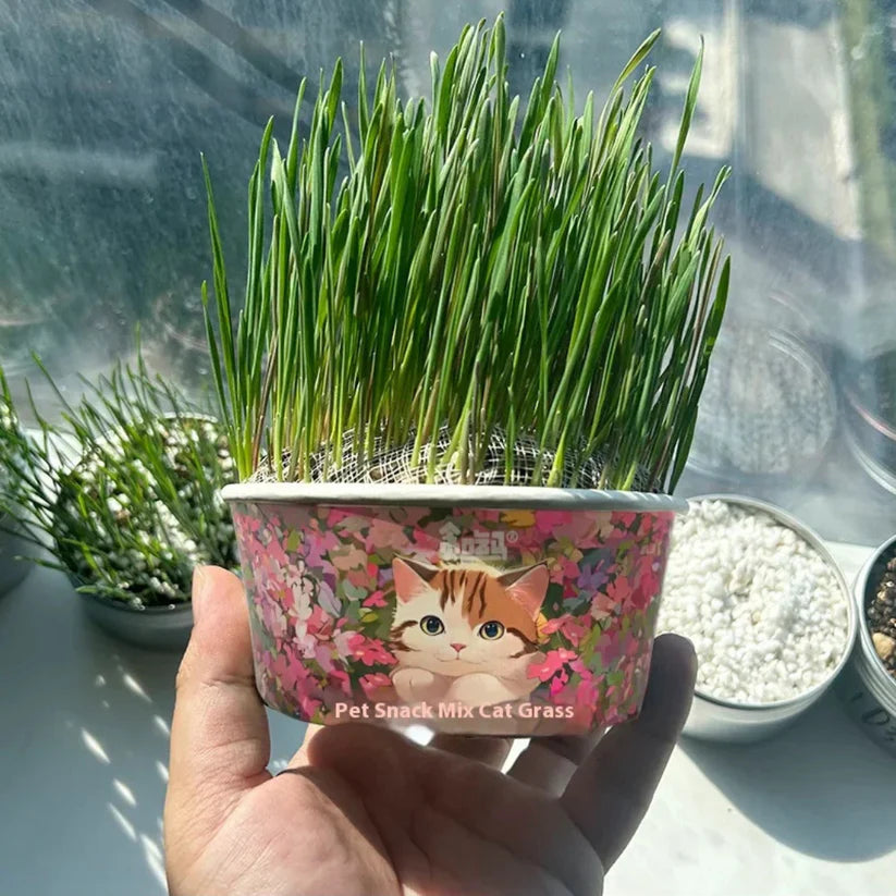 🌿 Premium Organic Cat Grass