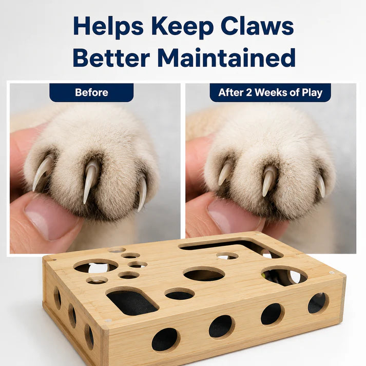 Scratch & Treat Cat Toy